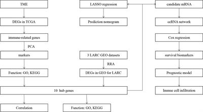 Development and Validation of a Nomogram and a Comprehensive Prognostic Analysis of an LncRNA-Associated Competitive Endogenous RNA Network Based on Immune-Related Genes for Locally Advanced Rectal Cancer With Neoadjuvant Therapy